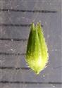 Flower (Unopened)-See Calyx